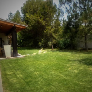 Mantenimiento y poda de arboles